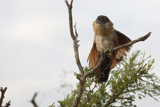 Tiputip / Burchell's Coucal / Centropus superciliosus.