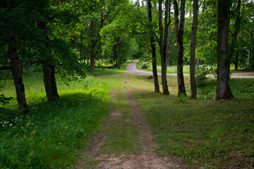 Obraz premium tourist trail in forest in summer with yellow fallen leaves on the pathway