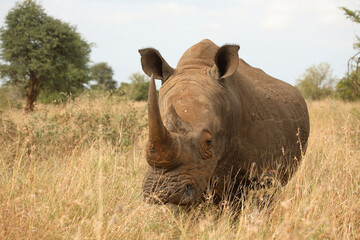 Breitmaulnashorn / Square-lipped Rhinoceros / Ceratotherium Simum