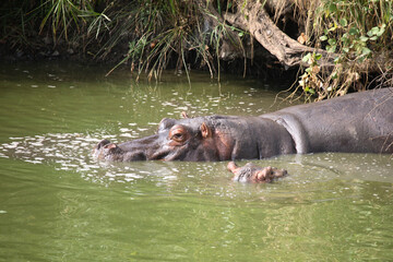 Flußpferd / Hippopotamus / Hippopotamus amphibius