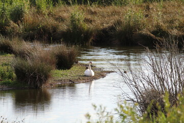 A beautiful landscape shot at a nature reserve, this photo has been taken on a summer evening. This reserve is home to lots of wildlife and animals.