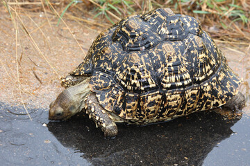 Leopardenschildkröte / Leopard Tortoise / Geochelone pardalis