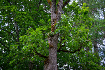 tree with green leaves overgrown with moss on a warm summer day.
