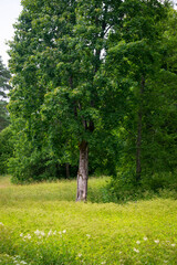 Fototapeta premium Lonely green oak tree in the field