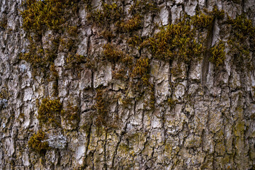 Embossed texture of the brown bark of a tree with green moss and lichen on it. Expanded circular panorama of the bark of an oak.