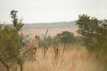 Gepard / Cheetah / Acinonyx jubatus © Ludwig