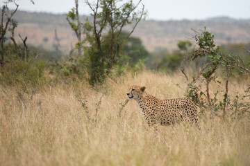 Gepard / Cheetah / Acinonyx jubatus © Ludwig