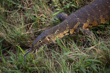 Nilwaran / Nile Monitor / Varanus niloticus