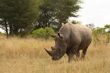 Obraz premium Breitmaulnashorn / Square-lipped Rhinoceros / Ceratotherium Simum