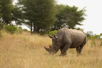 Breitmaulnashorn / Square-lipped Rhinoceros / Ceratotherium Simum