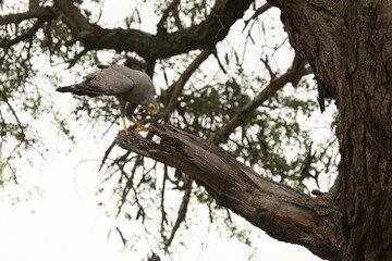 Höhlenweihe / African Harrier-Hawk or Gymnogene / Polyboroides typus
