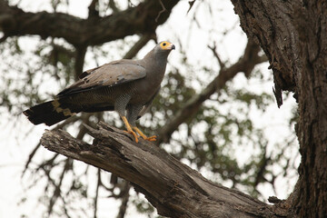 Höhlenweihe / African Harrier-Hawk or Gymnogene / Polyboroides typus