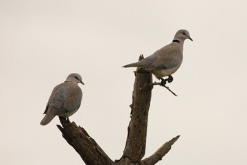 Kapturteltaube / Cape turtle dove / Streptopelia capicola