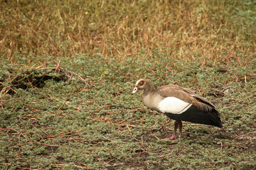 Nilgans / Egyptian Goose / Alopochen aegyptiacus..