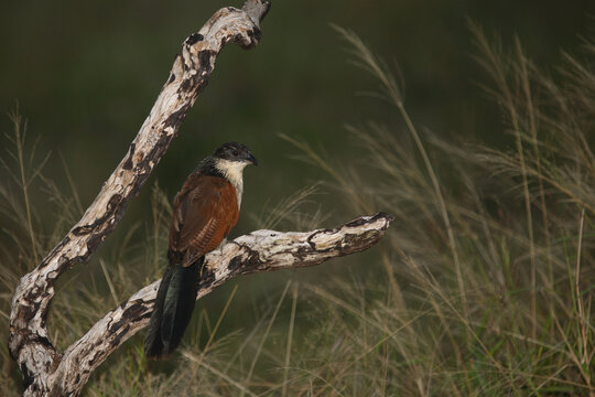 Tiputip / Burchell's Coucal / Centropus superciliosus.