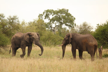 Fototapeta premium Afrikanischer Elefant / African elephant / Loxodonta africana