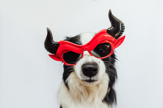 Trick or Treat concept. Funny puppy dog border collie dressed in halloween silly Satan devil eyeglasses costume scary and spooky isolated on white background. Preparation for Halloween party