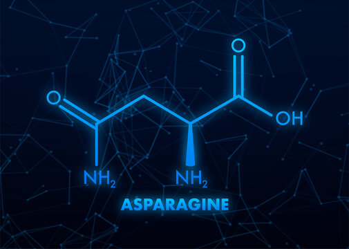 Molecular biology. Asparagine L-asparagine , Asn, N amino acid molecule. Vector illustration