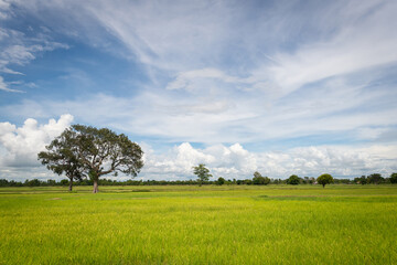 Fototapeta na wymiar Amazing blue sky is above the green of the ricefields. The wooden bridge walks for the way to the destination. Relaxing core concepts. selection focus.