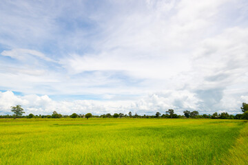 amazing blue sky above the rice field. rural fields. very beautiful of nature.