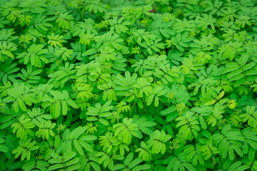 green abstract texture with dark light, natural background, tropical leaves in Asia and Thailand. Sensitive plant. select focus.