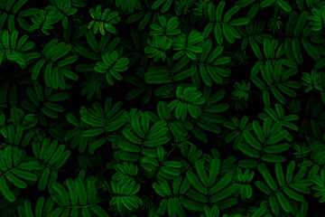 green abstract texture with dark light, natural background, tropical leaves in Asia and Thailand. Sensitive plant. select focus.