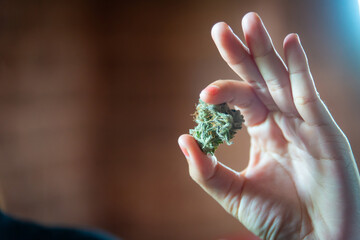 hand holding long green dried marijuana bud isolated on dark background. recreational and medical cannabis concept. select focus.