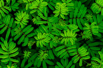 green abstract texture with dark light, natural background, tropical leaves in Asia and Thailand. Sensitive plant. select focus.