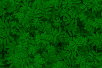 green abstract texture with dark light, natural background, tropical leaves in Asia and Thailand. Sensitive plant. select focus.