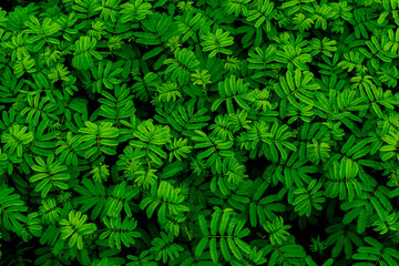 green abstract texture with dark light, natural background, tropical leaves in Asia and Thailand. Sensitive plant. select focus.