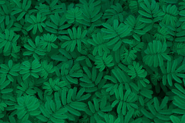 Naklejka na ściany i meble green abstract texture with dark light, natural background, tropical leaves in Asia and Thailand. Sensitive plant. select focus.