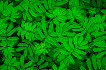 Naklejka na ściany i meble green abstract texture with dark light, natural background, tropical leaves in Asia and Thailand. Sensitive plant. select focus.