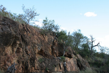 Afrikanischer Busch / African Bush /