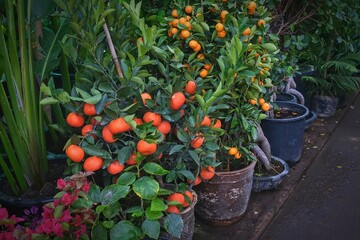 Selective focus on miniature citrus tangerine,orange, and kumquat trees with fruits for sale in outdoor garden shop. Citrus mandarin trees potted plants for interior in floral store. 