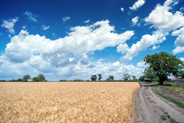 Golden wheat field cloudscape panorama with white clouds on blue sky in summer before harvest