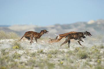 Greyhounds running at field - 516755358