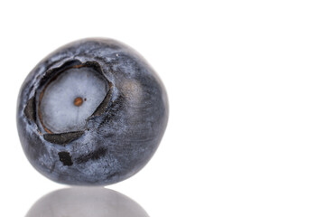 One organic ripe blueberry, close-up, on a white background.
