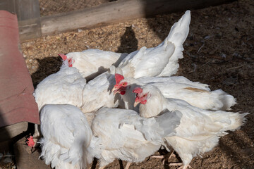 Young white broiler chickens crowd around the feeder vying with each other to feed