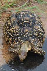 Leopardenschildkröte / Leopard Tortoise / Geochelone pardalis