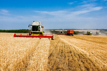 Combine harvester harvests wheat in the field. Agriculture background. Harvest season