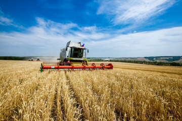 Obraz premium Grain harvesters working in wheat and rye field. Agriculture background. Harvest season