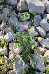 Thistle | Чертополох