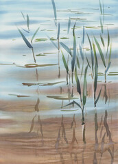 Water grass with reflections in the lake watercolor background