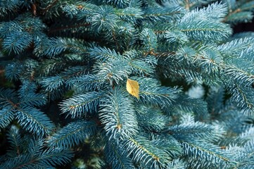 A birch leaf lies on the branches of a blue spruce