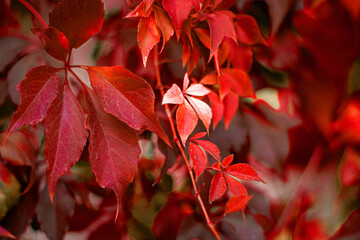 Natural autumn fragment with space for text. Beautiful red leaves of weaving grapes on the background of blurred bokeh of colored trees. Virgin ivy in warm colors. Indian summer. Copy space
