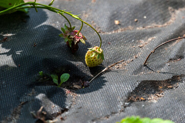 Strawberries will soon turn red and delicious