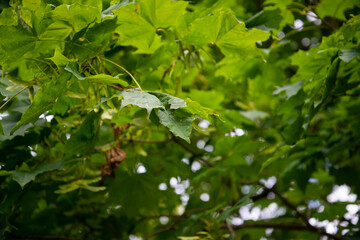 Green nature background with maple leaves
