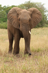 Fototapeta premium Afrikanischer Elefant / African elephant / Loxodonta africana