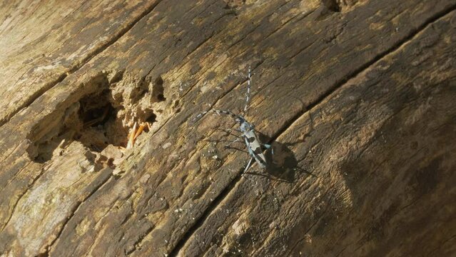 Alpine Longhorn Beetle Rosalia Alpina