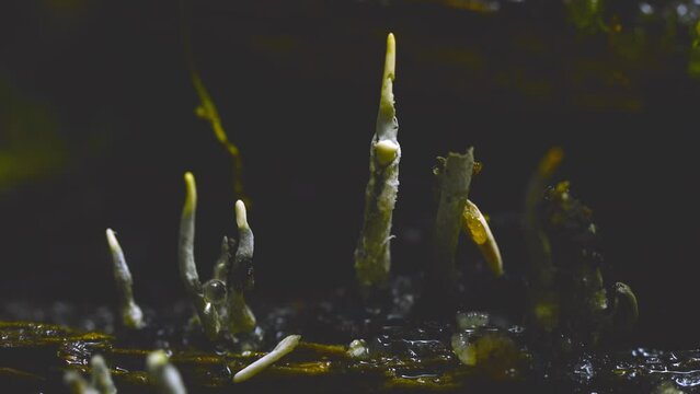 Candle-Snuff Fungus - Xylaria Hypoxylon